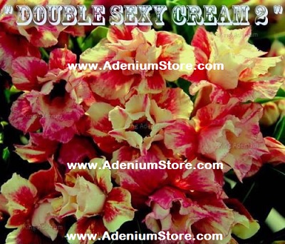 (image for) Adenium Obesum \'Double Sexy Cream 2\' 5 Seeds